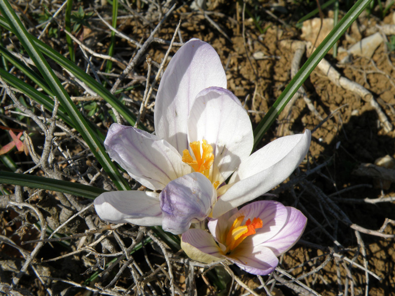 Crocus versicolor - Zafferano della Riviera